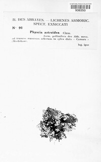 Physcia clementei image